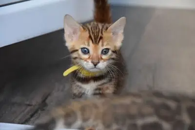 Tenemos gatitos bengalíes en venta.