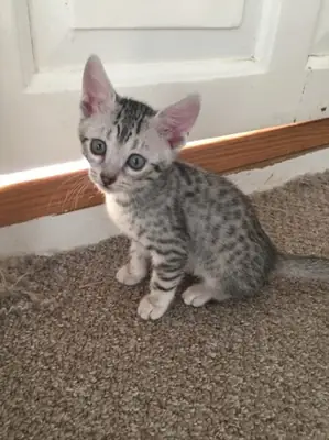 four Egyptian Mau Kittens available
