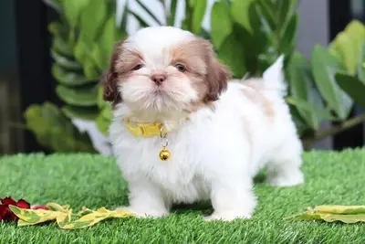 9 Shih Tzu Puppies available
