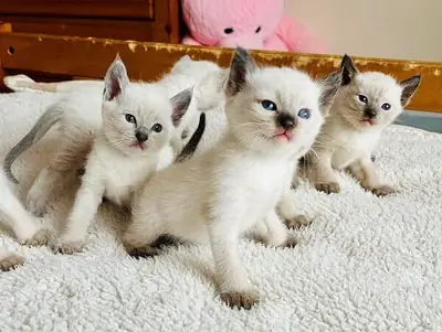 5 Siamese Kittens available