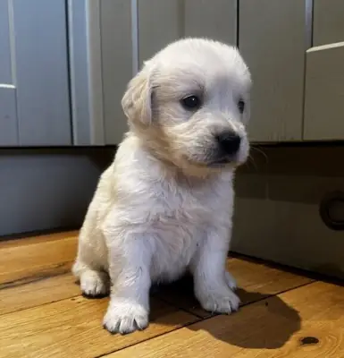 Golden Retriever 3 boys 2 girls available