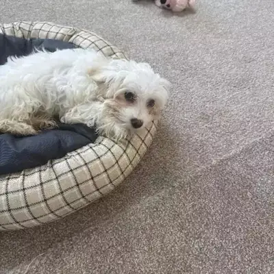 Male Maltese puppy for sale