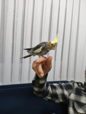 Free Cockatiel