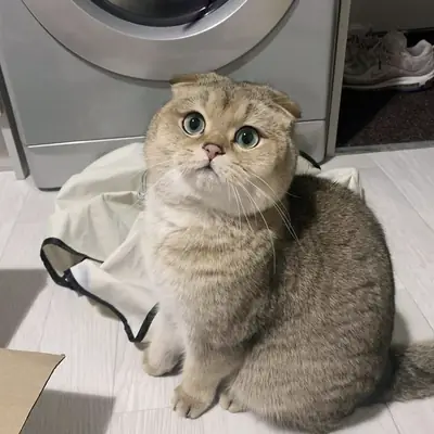 Satılık British Shorthair – Sağlık Kontrolü Tam