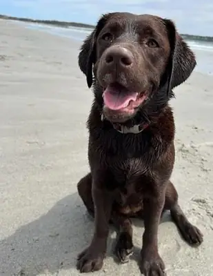 Ücretsiz Sahiplendirme Uysal ve İnsan Canlısı Labrador Retriever