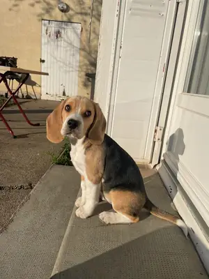 Koklayarak Gezen, Sevecen Beagle Dostumuz İçin Sahip Arıyoruz