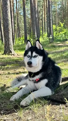 Hareketli, Zeki ve İlgi Seven Husky İçin Yeni Bir Yuva Arıyoruz