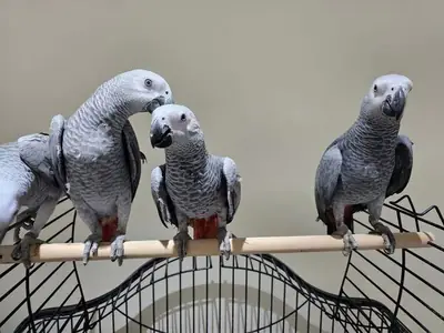 Talking African Grey Parots