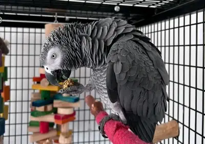 Adorable African Grey parrots 