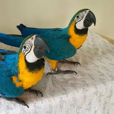 Gorgeous Macaw Parrots 