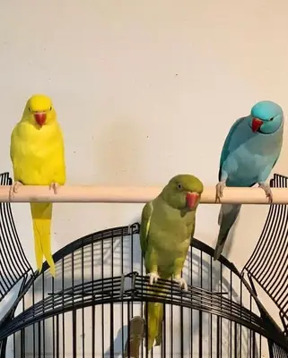 5 Indian Ringneck Parakeets Available