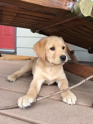 Nous cherchons une vraie famille pour notre Labrador, pas juste un foyer