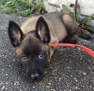 Ce Malinois a besoin d’un vrai cadre, pas d’une vie improvisée comme la nôtre