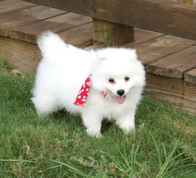 Japanese Splitz puppies