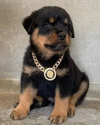 Amazing Micro Rottweiler pups