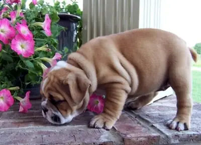 English Bulldog puppies