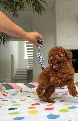 Teacup Toy Poodle pups 