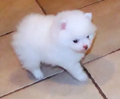Amazing Micro Pomeranian puppies