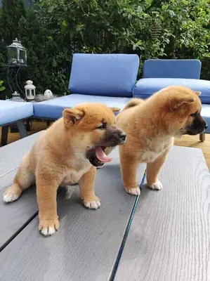 Shiba Inu Ppuppies Ready now