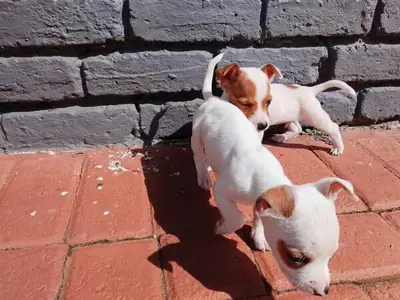 Jack russell puppy's for sale