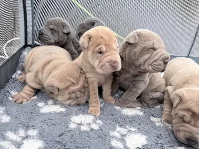 Two beautiful Shar Pei Puppies