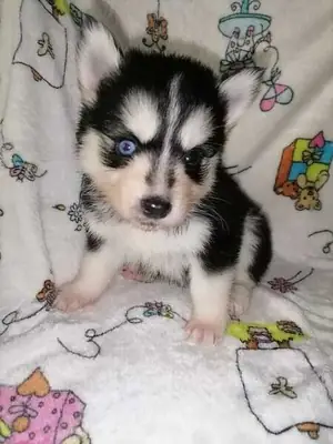 2 beautiful Pomsky puppies