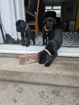 Cane corso puppies