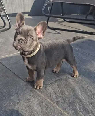 READY TO GO !!! French Bulldog Puppies