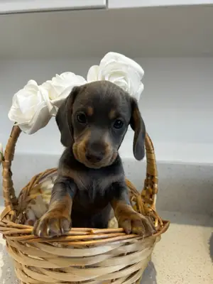 Only 2 left!!!stunning miniature dachshund pups
