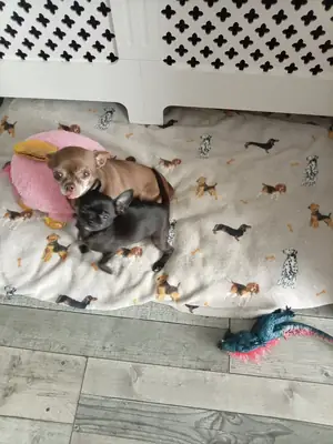 Beautiful black and white little boy Chihuahua for sale.