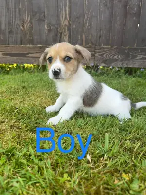 Jack Russell Puppies