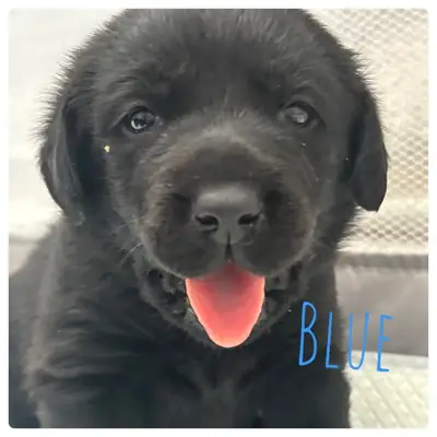 Black Labrador puppies