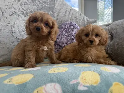 DNA clear cavapoo puppues