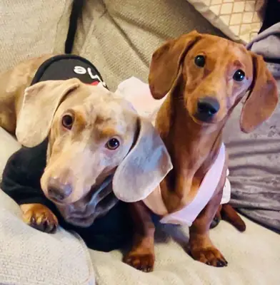 Beautiful dachshund puppies