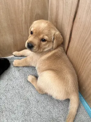 Beautiful litter of Labrador puppies