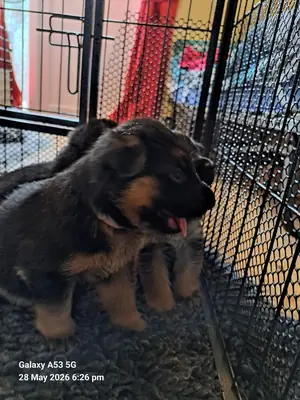female German Shepherd puppies