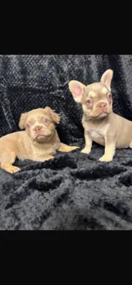 Stunning French bulldog puppies