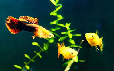 Guppy Balıklarımı..