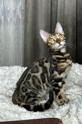 Anuncio de apareamiento para mi gato bengalí criado en un entorno familiar