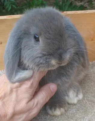 Чистокровный фран..