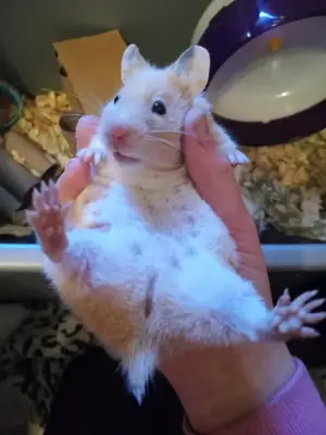 3 Years Old Male Romanian Hamster Free