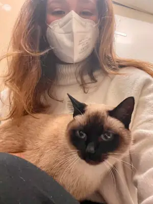 领养东奇尼猫——寻找值得信赖的家庭