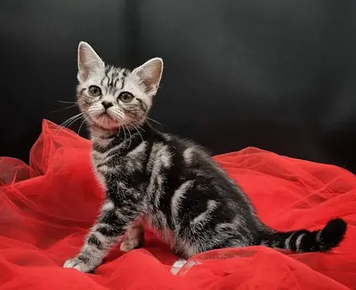 纯种美国短毛猫——温顺健康（洛杉矶）