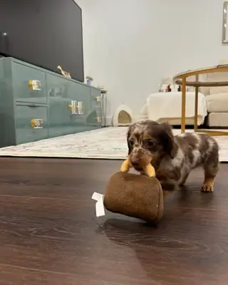 Home Riased Adorable Doxies