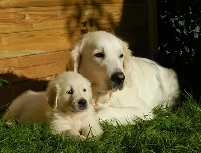 金毛寻回犬护理指南：从幼犬到老年