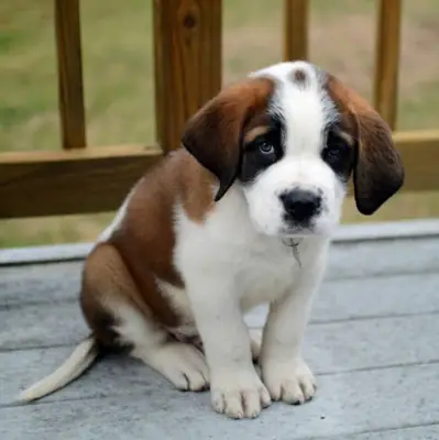 我们想收养一只圣伯纳犬小狗。