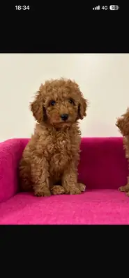 Safkan poodle en küçüğü