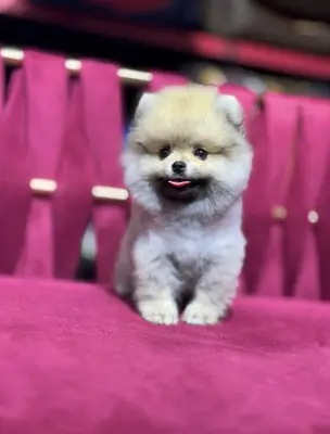 Yavru pomeranian ..