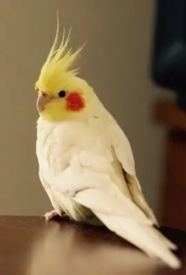 Cockatiel for free adoption | Gentle temperament | Likes to perch on shoulders