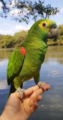Amazon parrot pairing | Stable temperament | Healthy and mature | Looking for a suitable mate